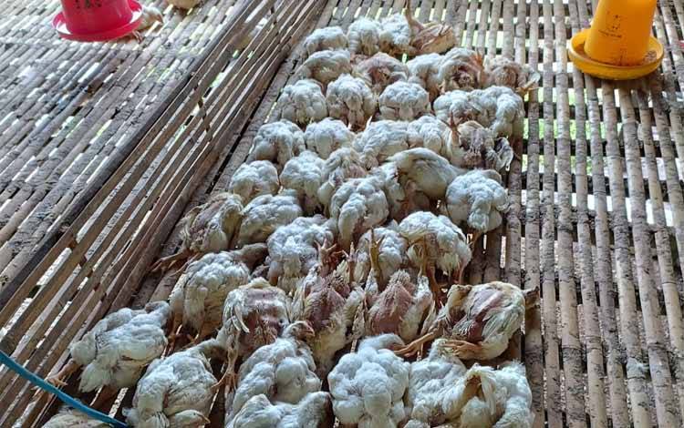 Peternak Ayam di Karanggan Rugi 21 Juta Akibat Penyakit Gumboro