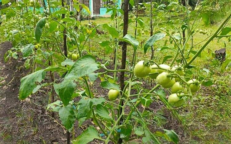 Kaji terap pengembangan tomat varietas Servo di lahan milik BPP Paju Epat Kabupaten Barito Timur. (FOTO: IST)