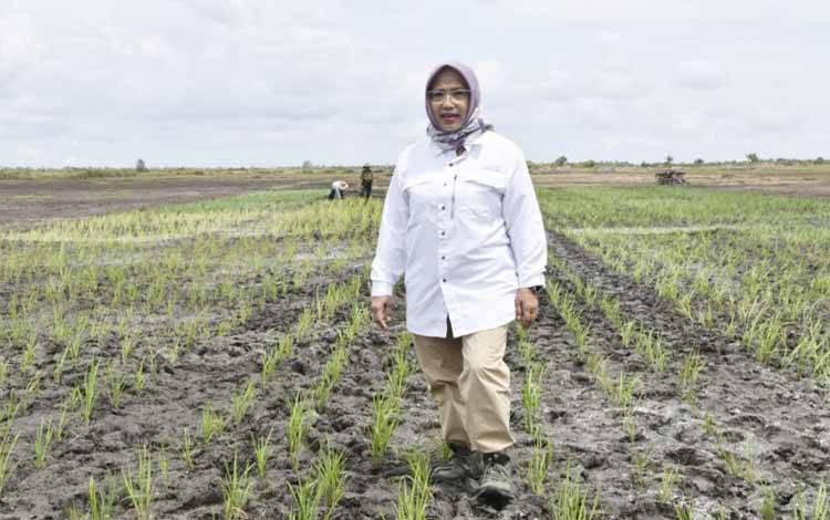 Sunarti: Peternak di Kalteng Harus Waspada Penyakit Gumboro