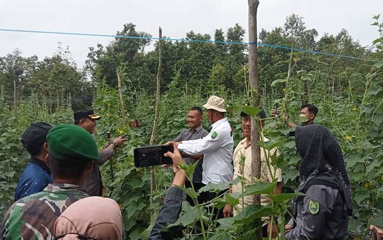 Pemkab Sukamara Arahkan Gapoktan Jual Hasil Panen Cabai di Pasar Saik?