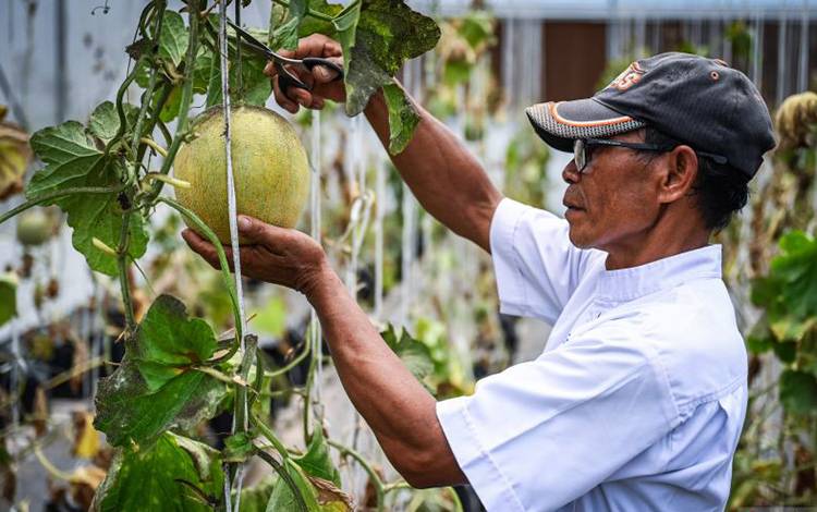 BRIN: Implementasi Pertanian Cerdas untuk Hadapi Perubahan Iklim