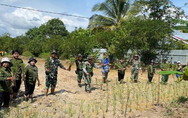 Anggota Koramil Kapuas Hilir Tanam Padi Bersama BPP dan Poktan di Desa Sei Asem