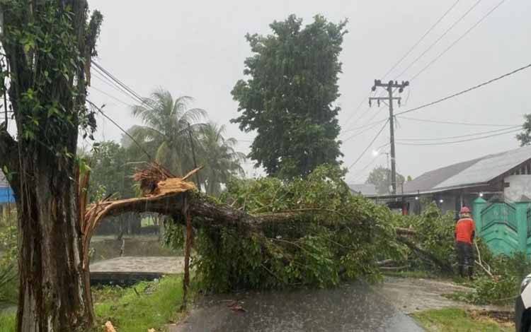 Personel BPBD Kapuas Evakuasi Pohon Tumbang Tutupi Badan Jalan Kasturi