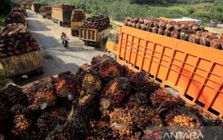 BRIN: Minyak Sawit Paling Memungkinkan Diolah jadi Energi