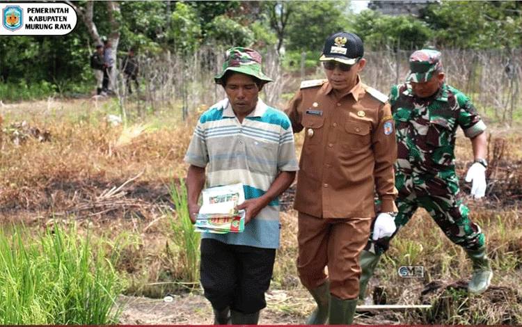 Pj Bupati Murung Raya Panen Padi Perdana Hasil Kelompok Tani