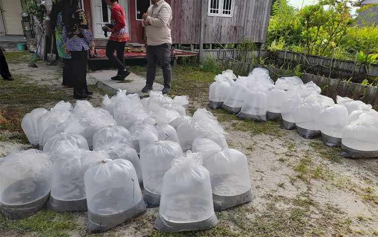 Dinas Perikanan Palangka Raya Salurkan Bantuan Bibit Ikan ke 4 Pokdakan