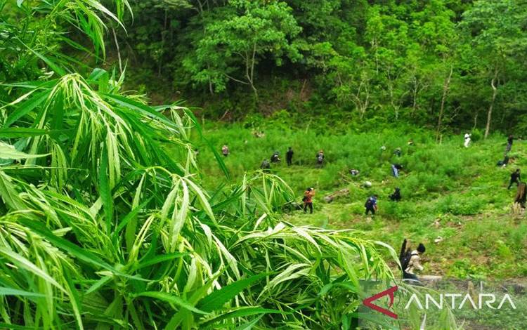 Bea Cukai Amankan 170 Kg Ganja dari Aceh Lewat Perdagangan Online