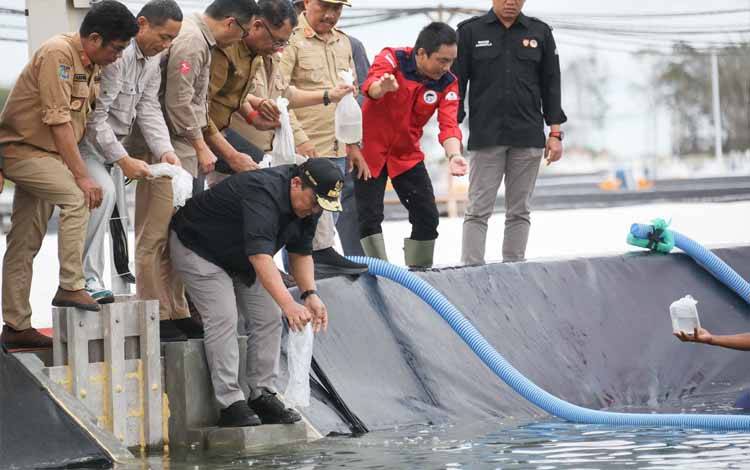 Uji Coba Penebaran Benur Udang Vaname Kawasan Shrimp Estate Kalteng Dilakukan Bertahap