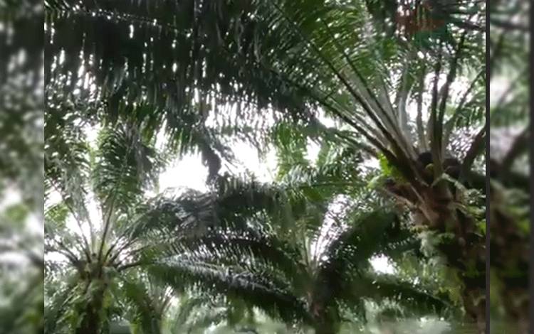 BPDPKS: Pastikan Legalitas dan Kelembagaan Pekebun dan Lahan Kebun Sawit