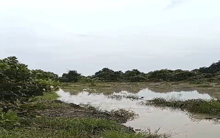 Terusan Sungai Kakap Ditanggul Sepihak, Sebabkan Kebun Kebanjiran, Warga akan Layangkan Somasi