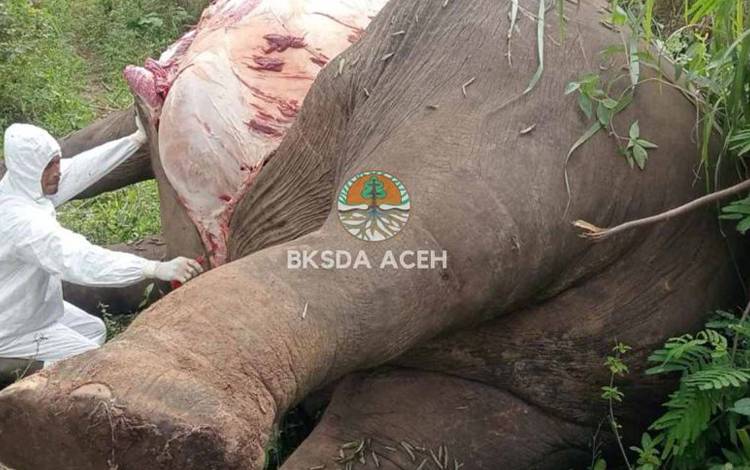 BKSDA: Dua Gajah Mati Tersengat Listrik di Aceh Sebulan Terakhir
