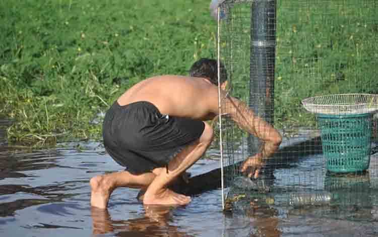 Terendam Banjir, Masyarakat Panen Ikan
