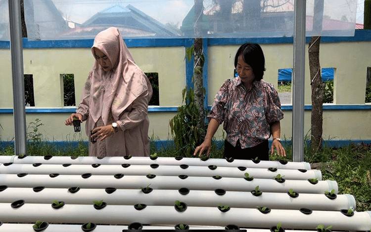 DWP Disarpustaka Kapuas Kembangkan Budidaya Tanam Sayur Hidroponik
