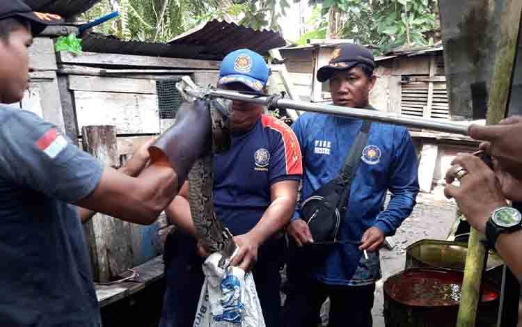 Tim Rescue DPKP Kota Evakuasi Ular Piton di Jalan Borneo