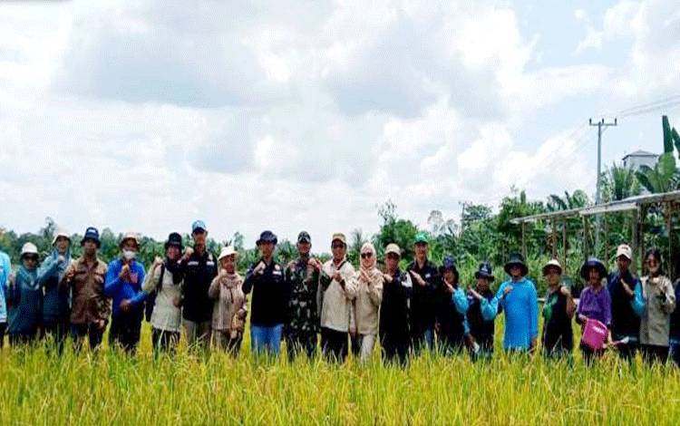 Distan Panen Padi Varietas Inpari 9 dengan Lahan Seluas 100 Hektar di Desa Walur