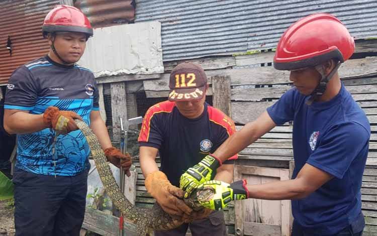 Biawak Pemangsa Ayam Berukuran Besar Ditangkap Tim DPKP Palangka Raya