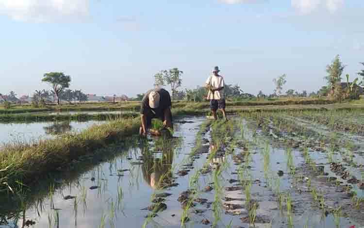Kementan Maksimalkan Modernisasi Irigasi untuk Swasembada Pangan