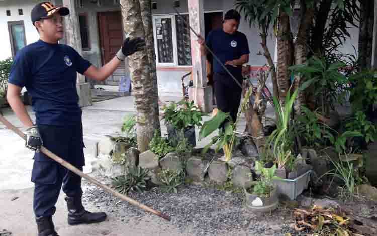Tim Rescue DPKP Palangka Raya Evakuasi Ular Cobra Hijau yang Nyaris Memangsa Kucing