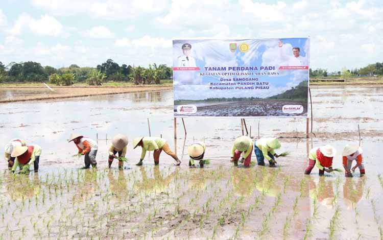 Kementan Gaungkan Pertanian Lahan Rawa di Kalteng