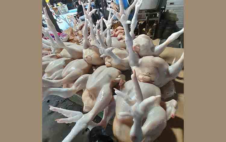 Yuas Elko Sebut Stok Ayam Ras di Pasaran Masih Aman