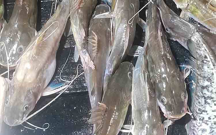 Salah satu ikan lokal Kalteng yakni Ikan baung (FOTO: MARINI)