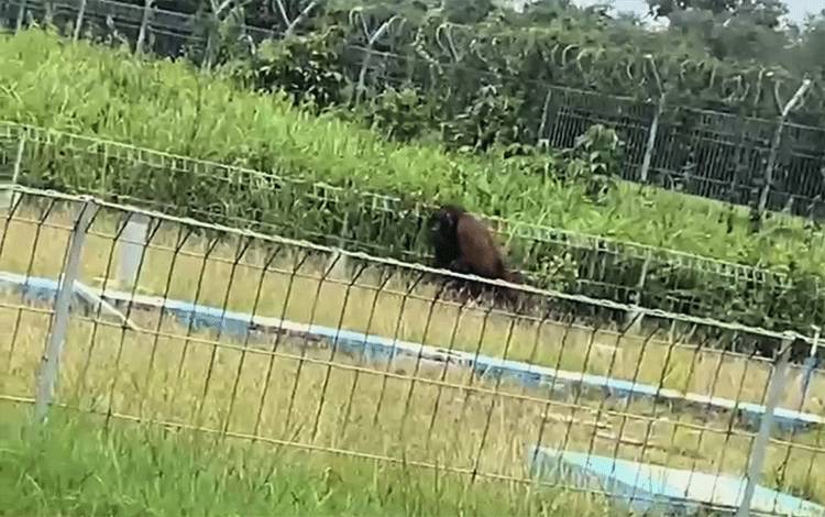 BKSDA Minta Pihak Bandara H Asan Sampit Intensifkan Patroli Terkait Kemunculan Orangutan