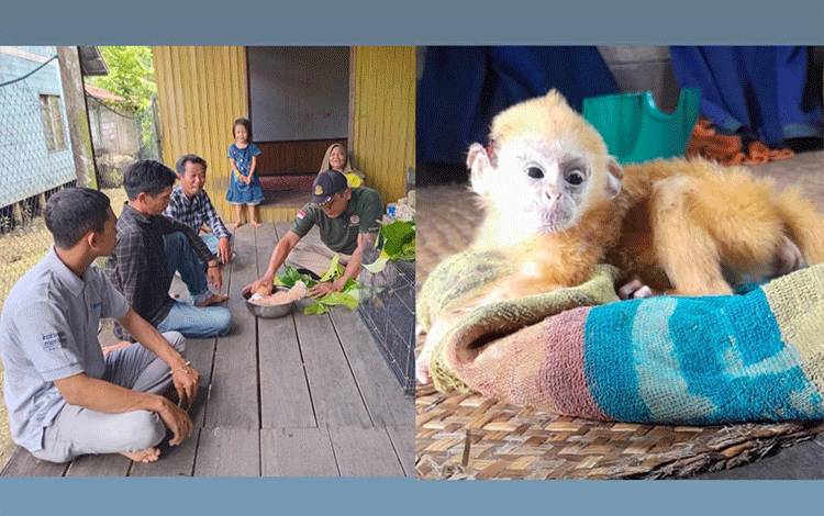 Warga Pulau Hanaut Selamatkan Bayi Kelasi Terjatuh dari Gendongan Induknya