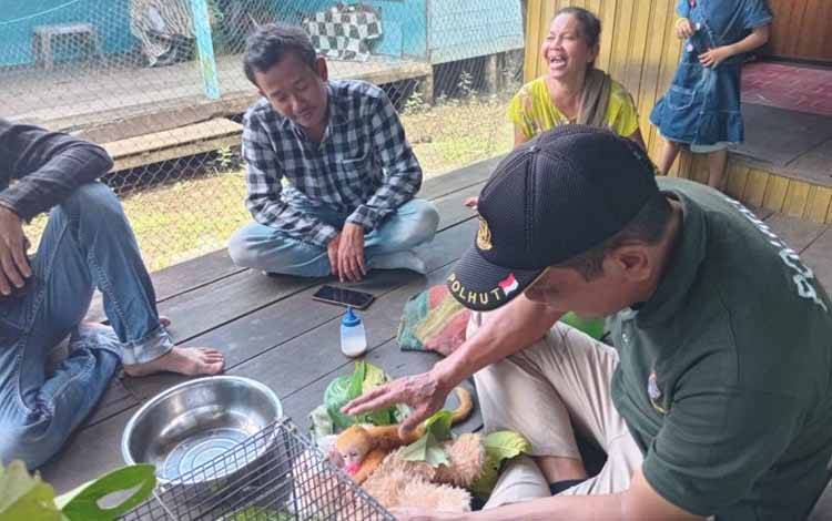 BKSDA Resort Sampit menerima seekor bayi kelasi yang diselamatkan warga, Desa Bapinang Hulu, Kecamatan Pulau Hanaut, (20/4/2024). (ANTARA/HO-BKSDA Sampit)
