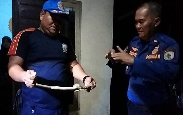 Dikira Tikus, Ternyata Piton Sepanjang 1 Meter di Plafon Rumah Warga Palangka Raya ini