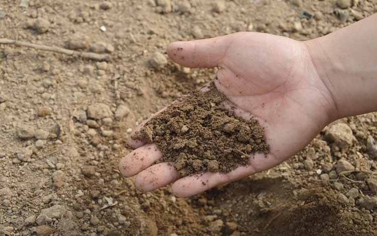 Sunarti: Kalteng Mendapat Alokasi Pupuk Subsidi 27.096 Ton