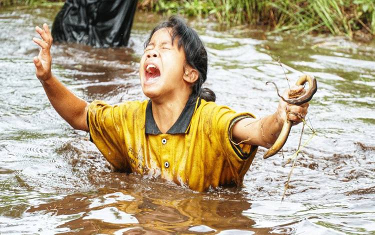 Tradisi Mangaruhi Suku Dayak Menjaga Kelestarian Habitat Ikan di Sungai