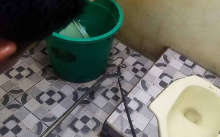 Tim Animal Rescue Pandulima Evakuasi Ular di Rumah Warga, Tidak Ada Korban Jiwa