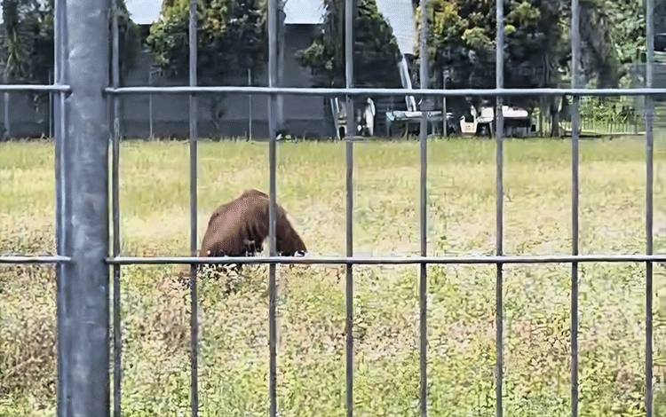 Orangutan Kembali Muncul di Bandara H Asan Sampit