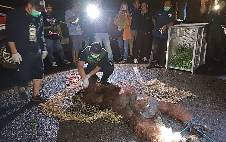 BKSDA Kalteng Selamatkan Orangutan 'Asan' Tersesat di Bandara H Asan Sampit