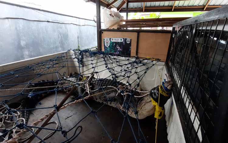 Waspada Serangan Buaya saat Debit Air Naik, Warga Diimbau Kurangi Aktivitas di Sungai