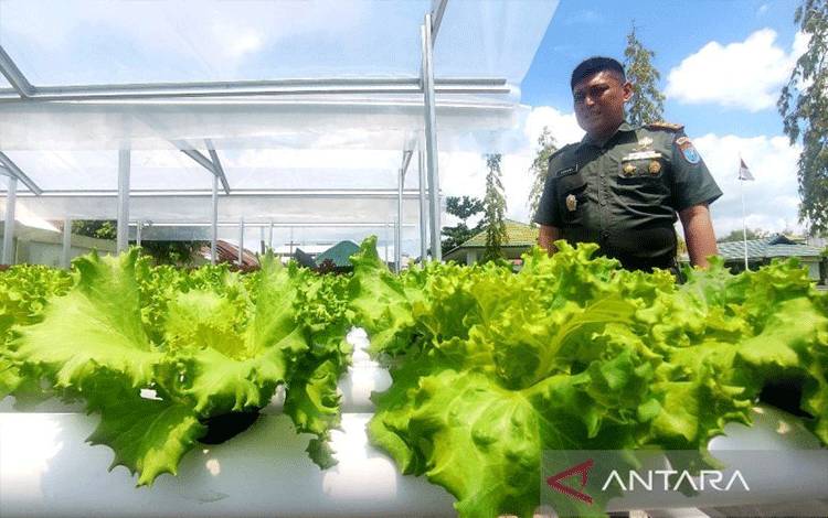 Kodim 1015 Sampit Kembangkan Budidaya Hidroponik Dukung Ketahanan Pangan