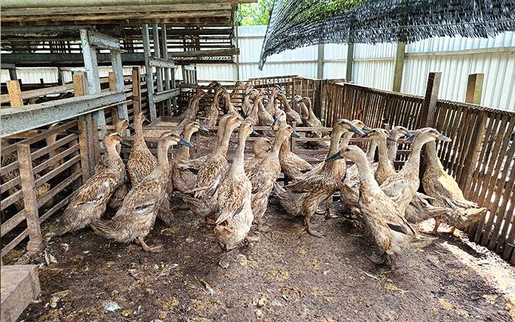 Pemdes Matabu Budidaya Itik Petelur untuk Ketahanan Pangan