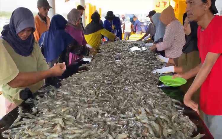 Penyortiran Udang Vaname pada Panen Parsial Pertama Shrimp Estate BERKAH. (FOTO: IST)