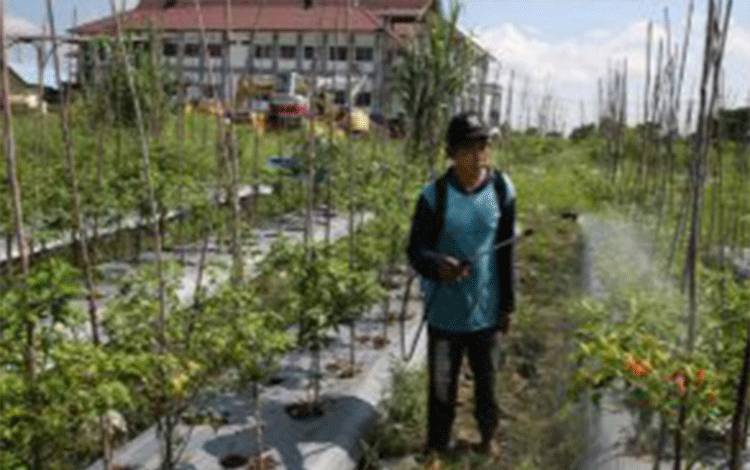 Dewan Minta Pemko Palangka Raya Perluas Lahan Pertanian di Kawasan Perkantoran