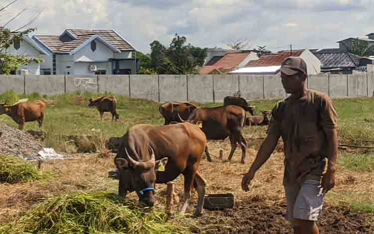 Jelang Idul Adha, Penjual Sapi Dadakan Mulai Bermunculan di Kotim?