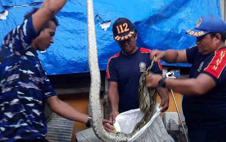 Tim Rescue Evakuasi Ular Piton Masuk Kandang Ayam Warga