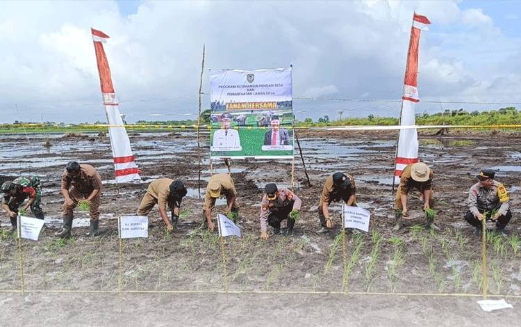 Staf Ahli Bupati Seruyan Lakukan Tanam Padi Bersama