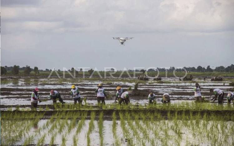 Legislator Palangka Raya Optimistis Program Nasional Ketahanan Pangan