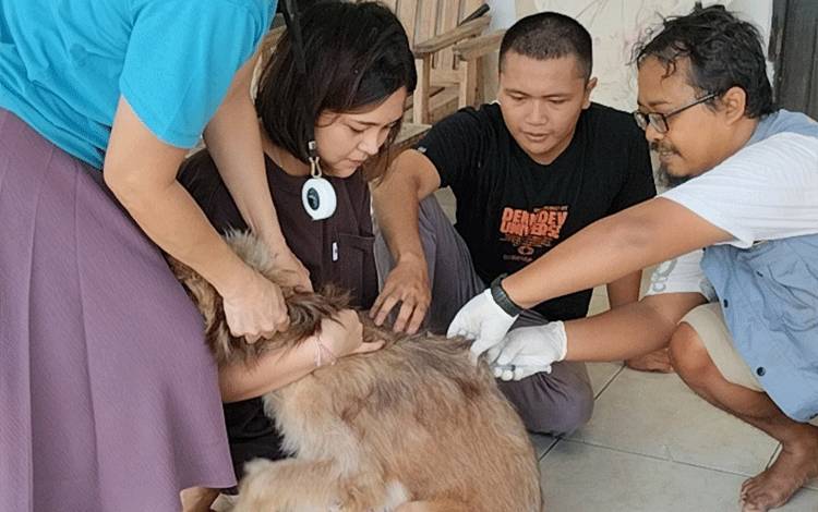 Vaksinator rabies memberikan suntikan rabies kepada hewan peliharaan masyarakat Kota Palangka Raya. (FOTO: TESTI PRISCILLA)