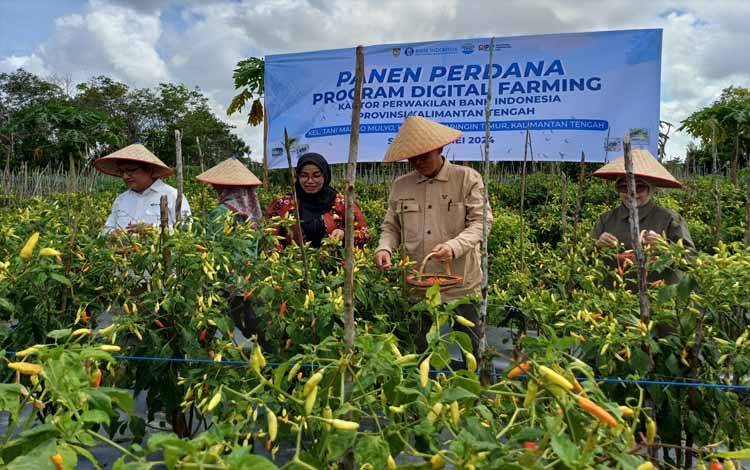 Digital Farming Bantu Tingkatkan Hasil Panen Cabai Petani di Kotim