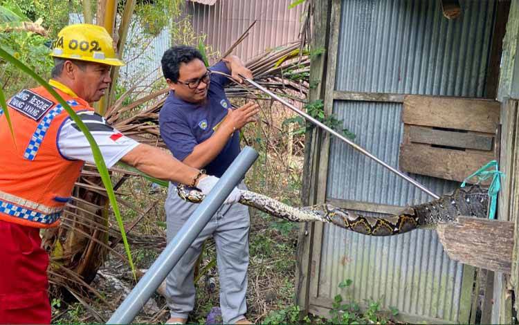 Relawan Sulung Rescue Tangkap Ular Piton yang Mangsa Ayam Warga