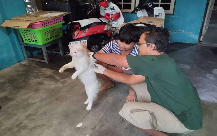 Waspada Rabies, Puluhan Kucing Telah Divaksin di Palangka Raya