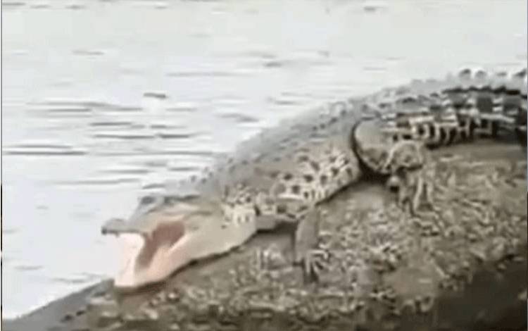 Seorang Warga Kotim Diserang Buaya saat Mencuci Beras di Sungai Lenggana