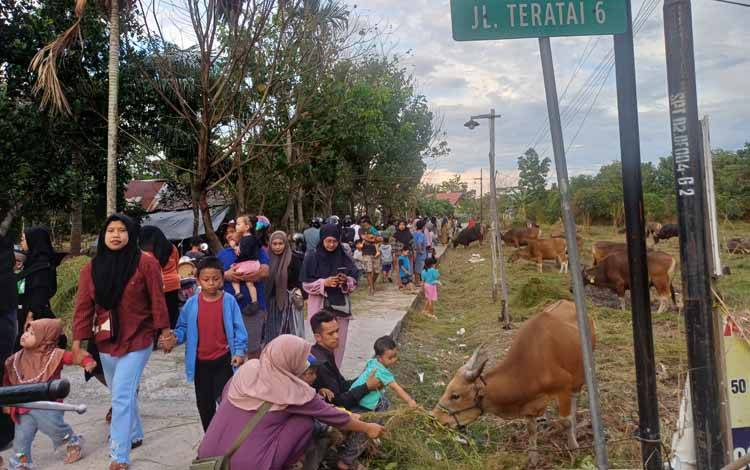 Pasar Sapi Tahunan Jelang Idul Adha di Sampit Mendadak Jadi Objek Wisata Anak-anak