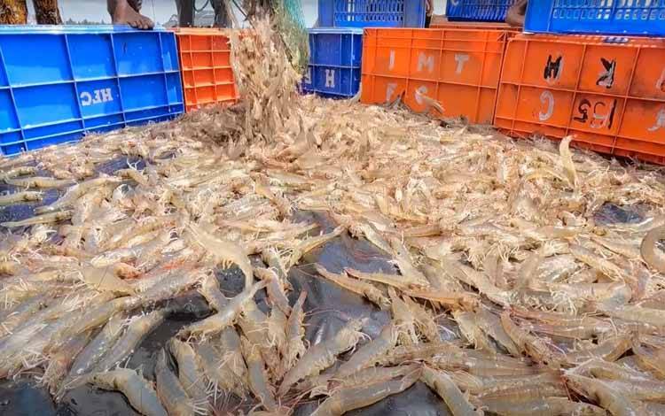 BPPMHKP-KKP Dukung Rencana Kolaborasi Sukseskan Udang Vaname Kalteng